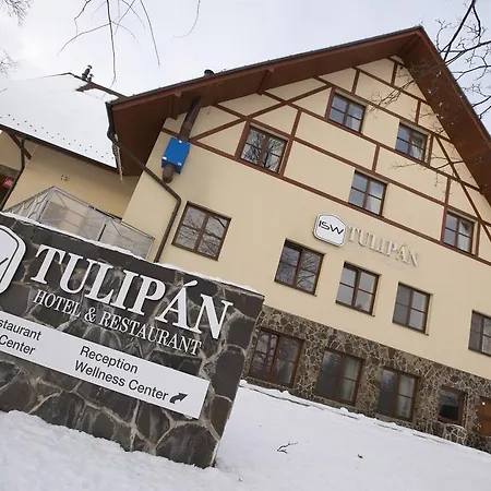 Tulipan